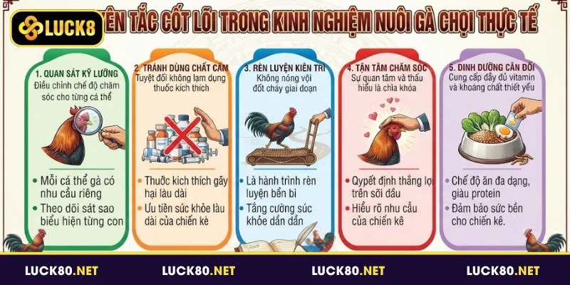 Các nguyên tắc cốt lõi trong kinh nghiệm nuôi gà chọi thực tế