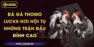 Đá Gà Thomo Luck8 - Nơi Hội Tụ Những Trận Đấu Đỉnh Cao