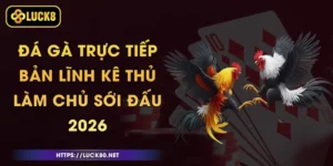 Đá Gà Trực Tiếp - Bản Lĩnh Kê Thủ, Làm Chủ Sới Đấu 2026