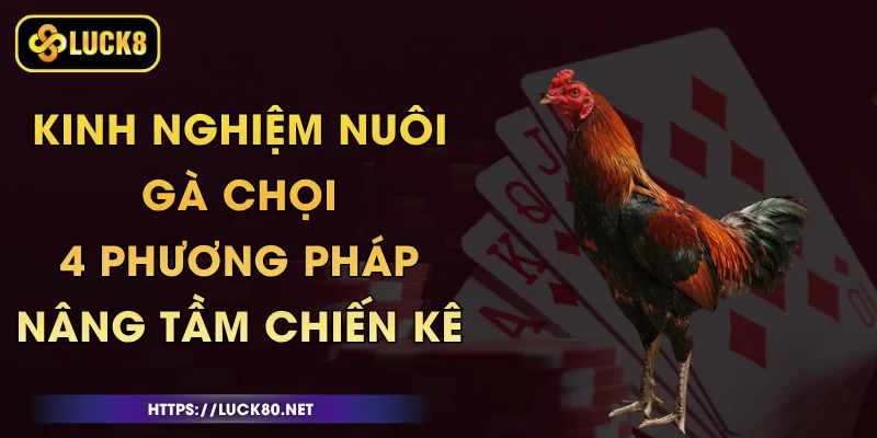 Kinh Nghiệm Nuôi Gà Chọi - 4 Phương Pháp Nâng Tầm Chiến Kê